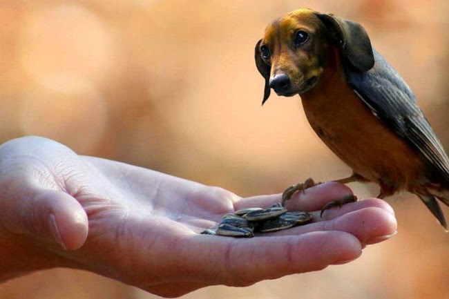 k%C3%B6pekler ku%C5%9Flar rooteto